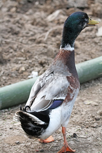 Male Mallard Duck Standing on Dirt Ground