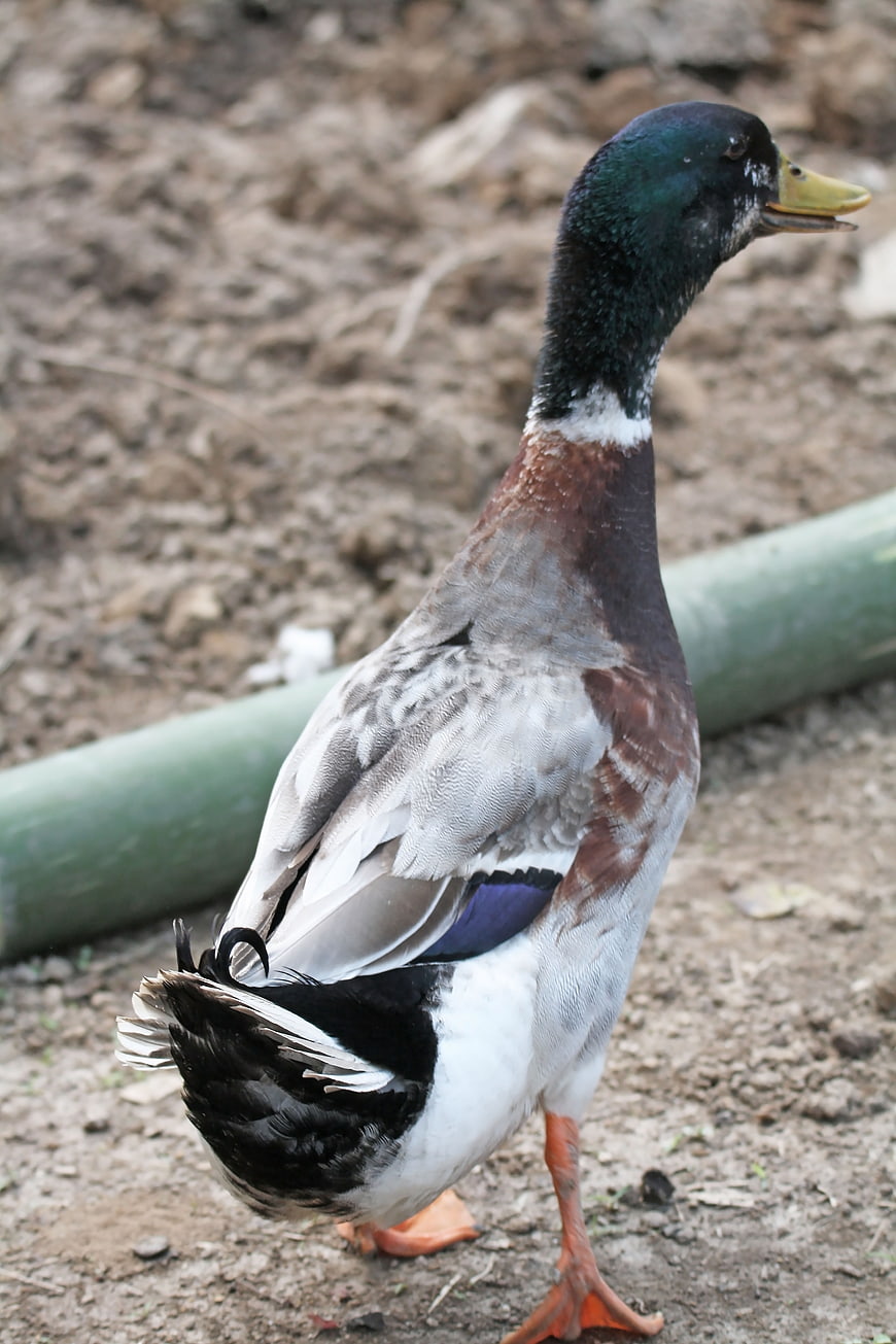 Male Mallard Duck Standing on Dirt Ground