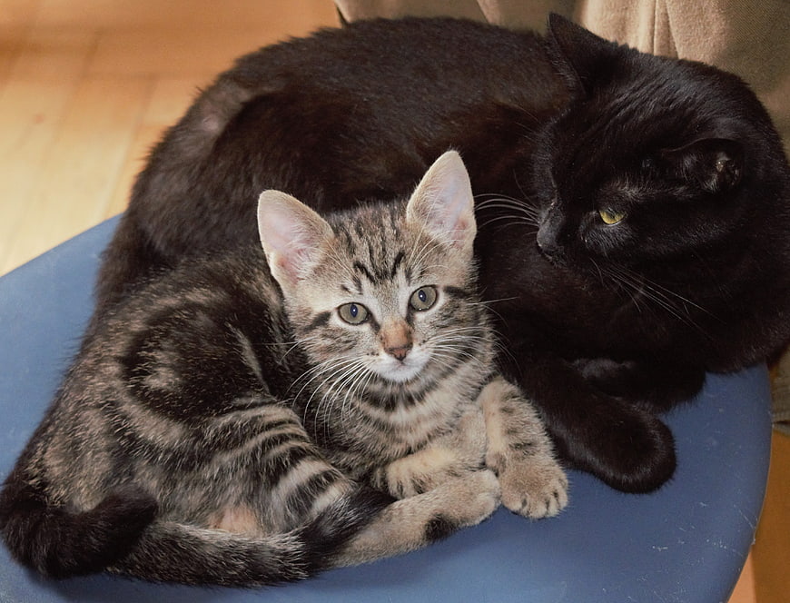 Cute Tabby Kitten and Black Cat Resting Together