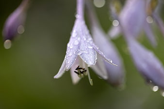 Close-up of purple hosta flower with rain droplets