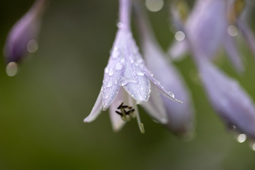 Close-up of purple hosta flower with rain droplets