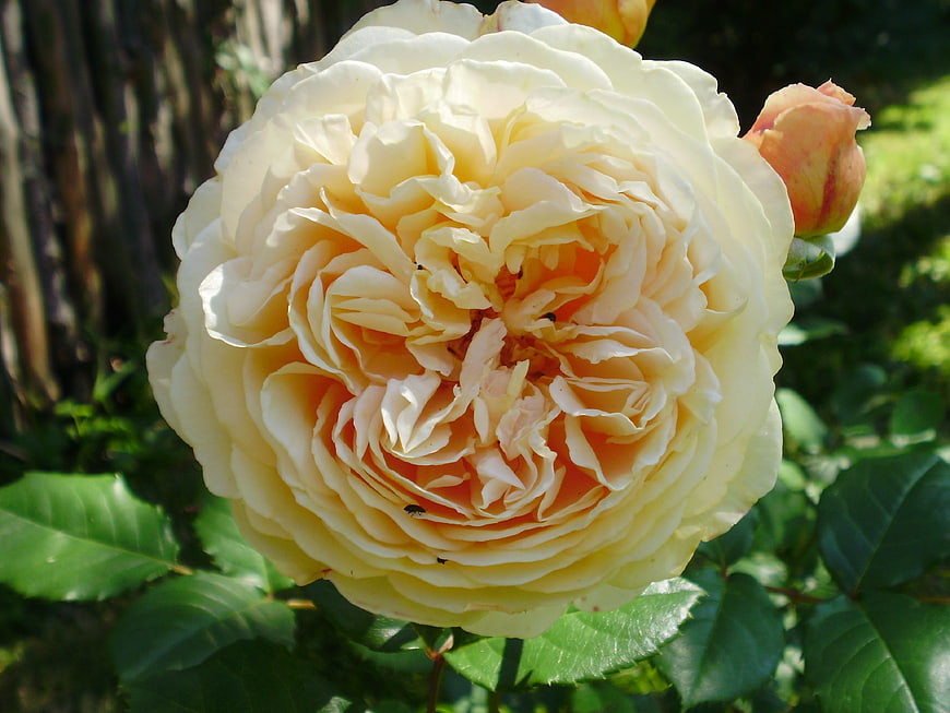 Close-up of a creamy yellow English rose bloom in a garden