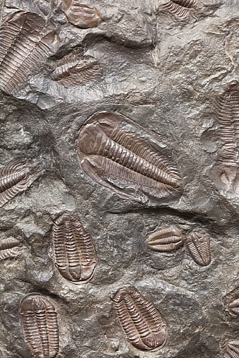Close-up of multiple trilobite fossils embedded in textured gray rock