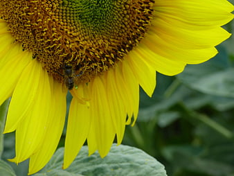 Close-up of a bee pollinating a vibrant yellow sunflower