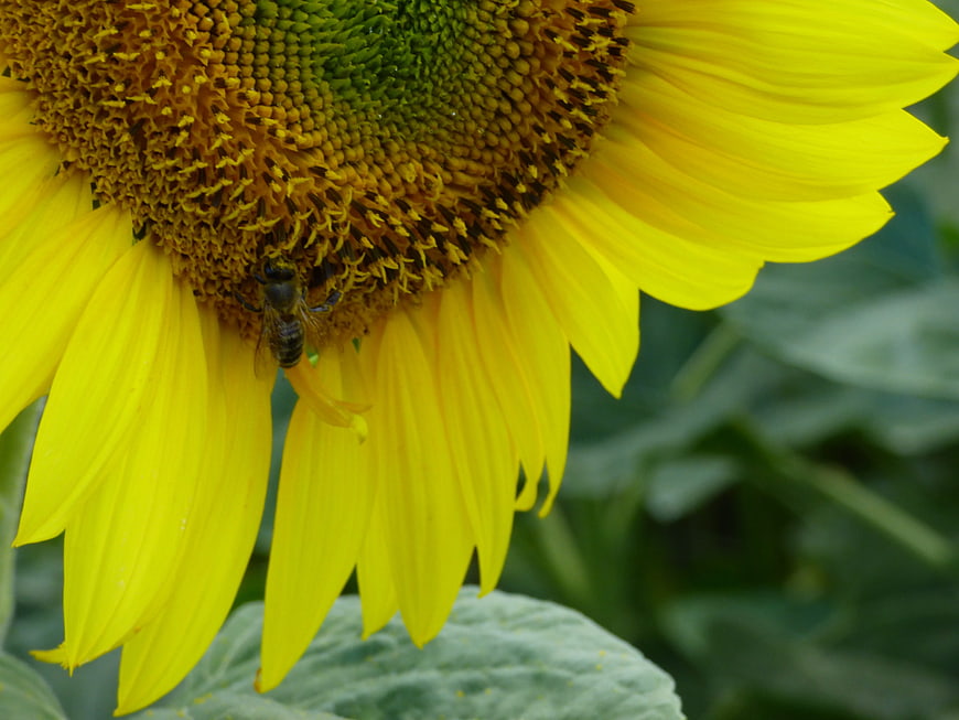 Close-up of a bee pollinating a vibrant yellow sunflower