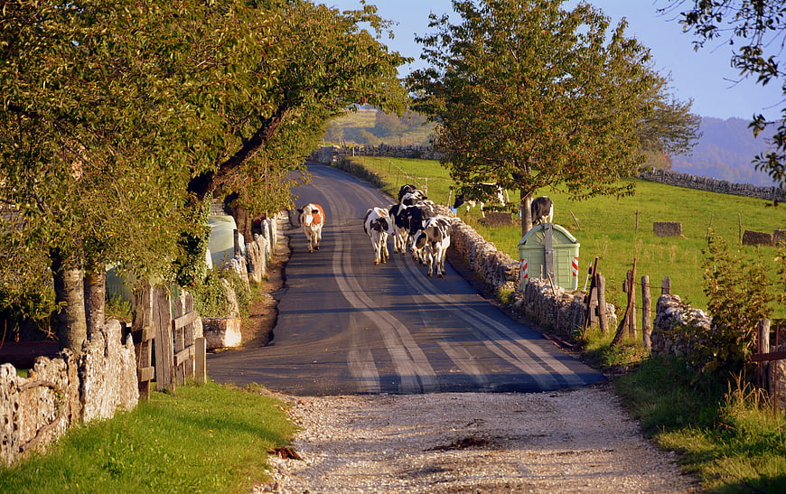 Cows walking down a rural road in autumn Lessinia Italy