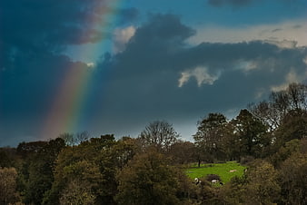 Vibrant rainbow over green pasture with grazing cows