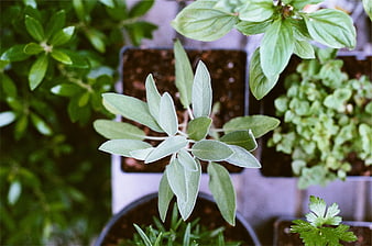 Top View of Fresh Sage Herb Plant in Garden Pot