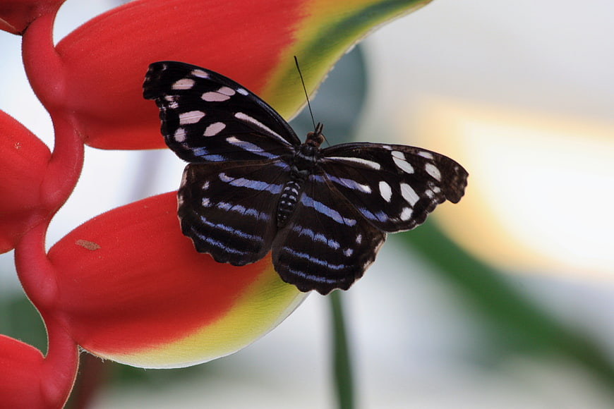 Black and white butterfly on red heliconia flower