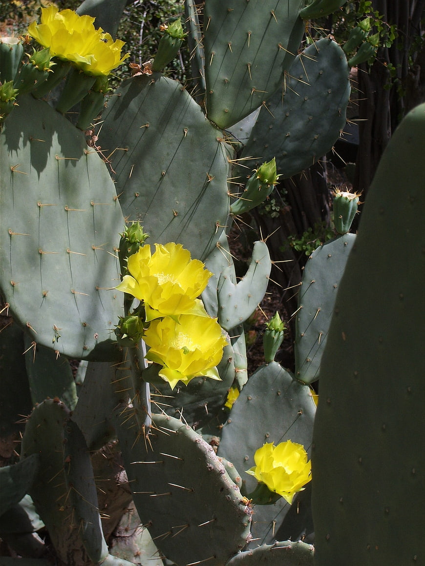Yellow Prickly Pear Cactus Flowers in Bloom