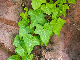 Vibrant Green Ivy Leaves Growing on Red Rock Surface