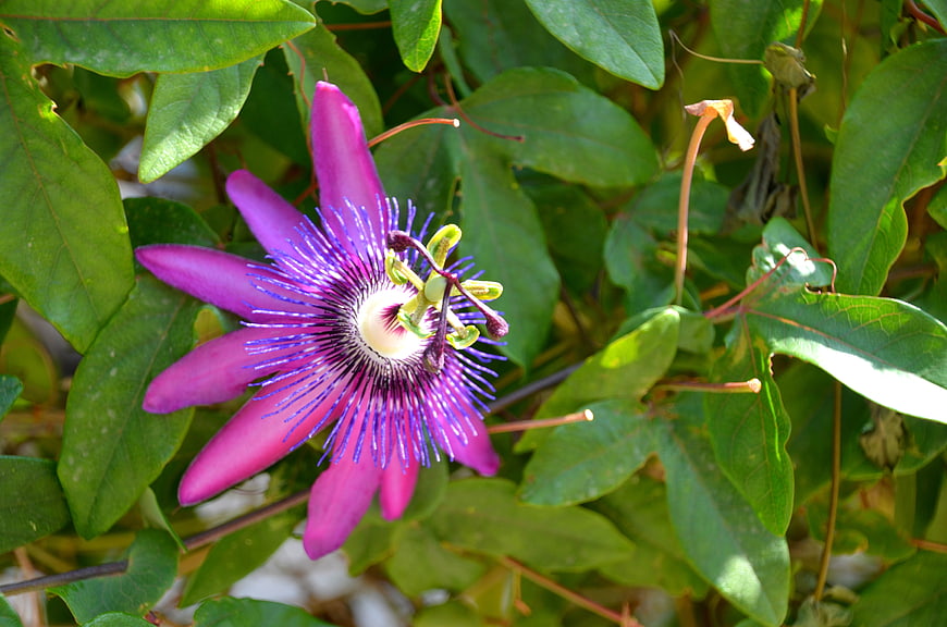 Vibrant Purple Passion Flower Bloom in Green Foliage