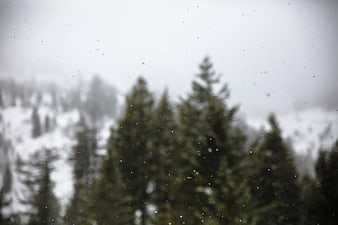 Blurred winter forest with falling snow and pine trees