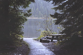 Wet Forest Path Leading to Lake with Picnic Table