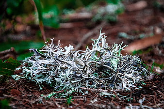 Close-up of Reindeer Lichen on Forest Floor