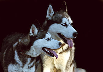 Two Siberian Huskies with Blue Eyes on Dark Background