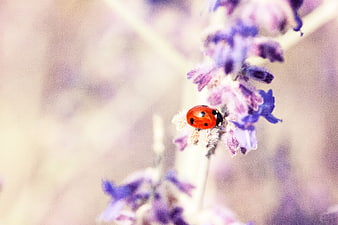 Red Ladybug on Purple Lavender Flower Close Up