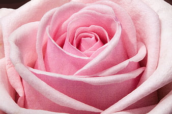 Close-up of a delicate pink rose with soft petals