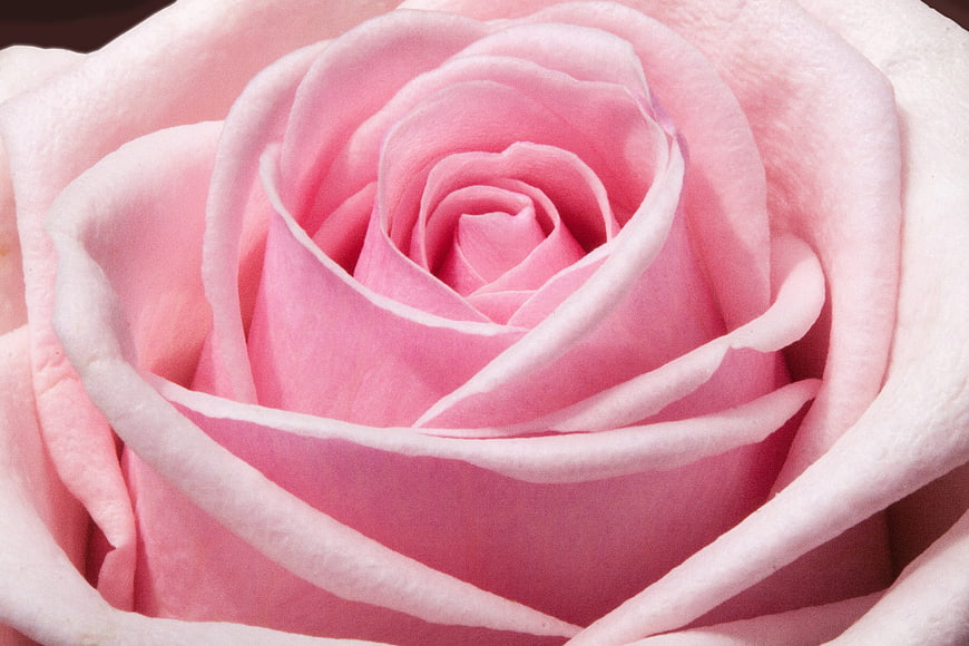 Close-up of a delicate pink rose with soft petals