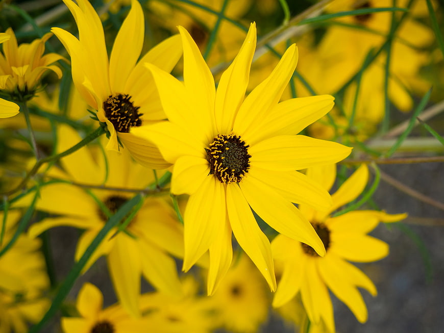 Close-up of vibrant yellow wildflowers with dark centers
