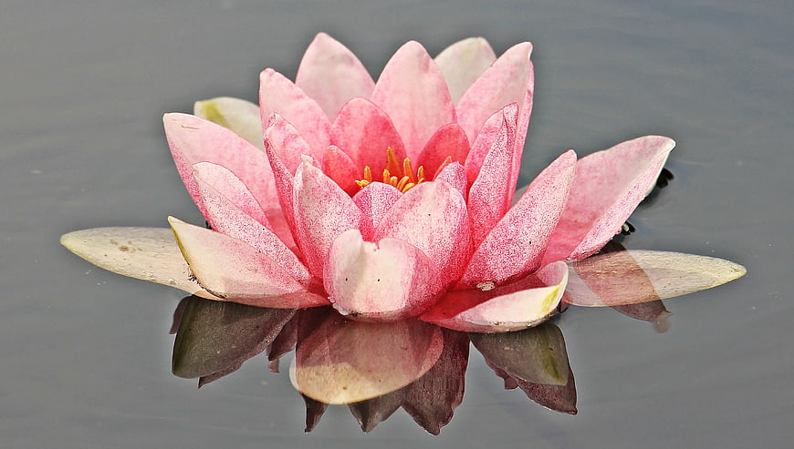 Pink Water Lily Floating on Calm Pond Water