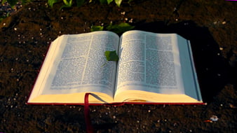 Open Bible on Soil with Green Leaf