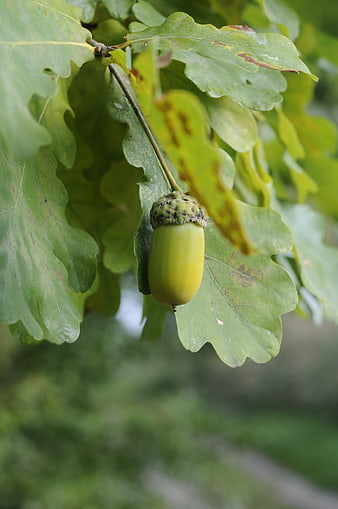 Green Oak Acorn Hanging from Branch with Leaves