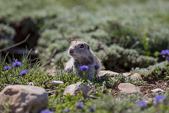 Cute Ground Squirrel in Alpine Meadow with Purple Flowers