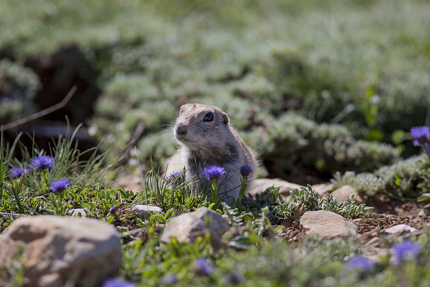 Cute Ground Squirrel in Alpine Meadow with Purple Flowers