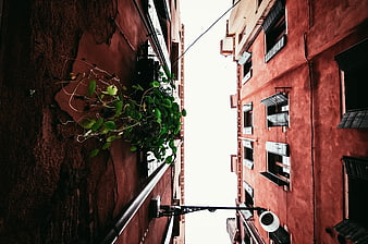 Low angle view of red buildings with green plant