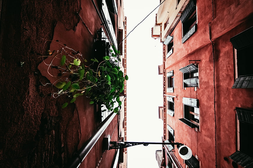Low angle view of red buildings with green plant