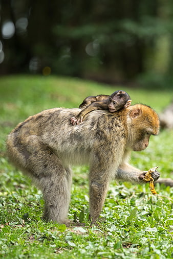 Barbary Macaque Mother with Baby on Back Eating Banana