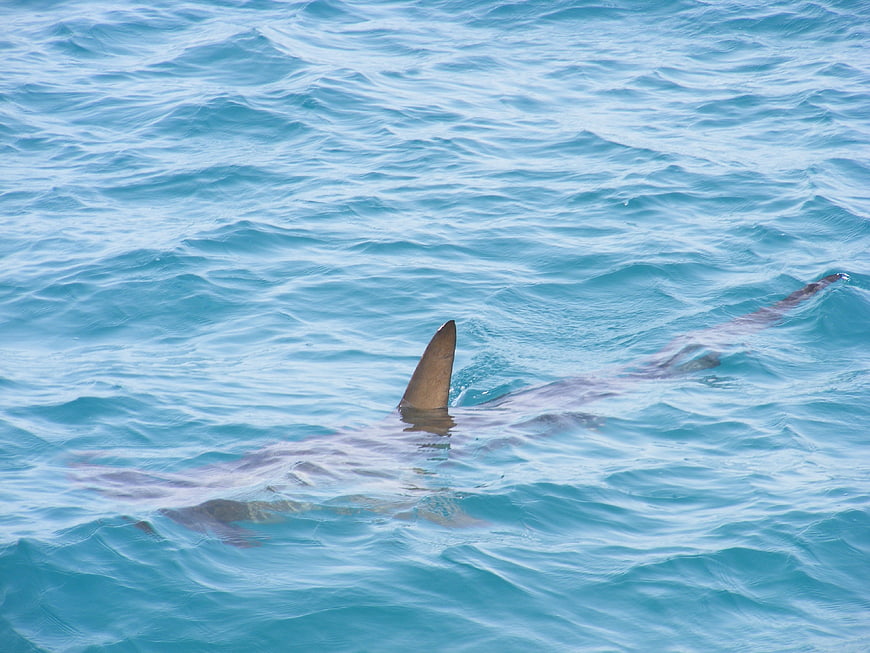 Shark fin breaking surface of blue ocean water