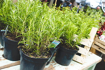 Fresh rosemary plants in black pots at a market