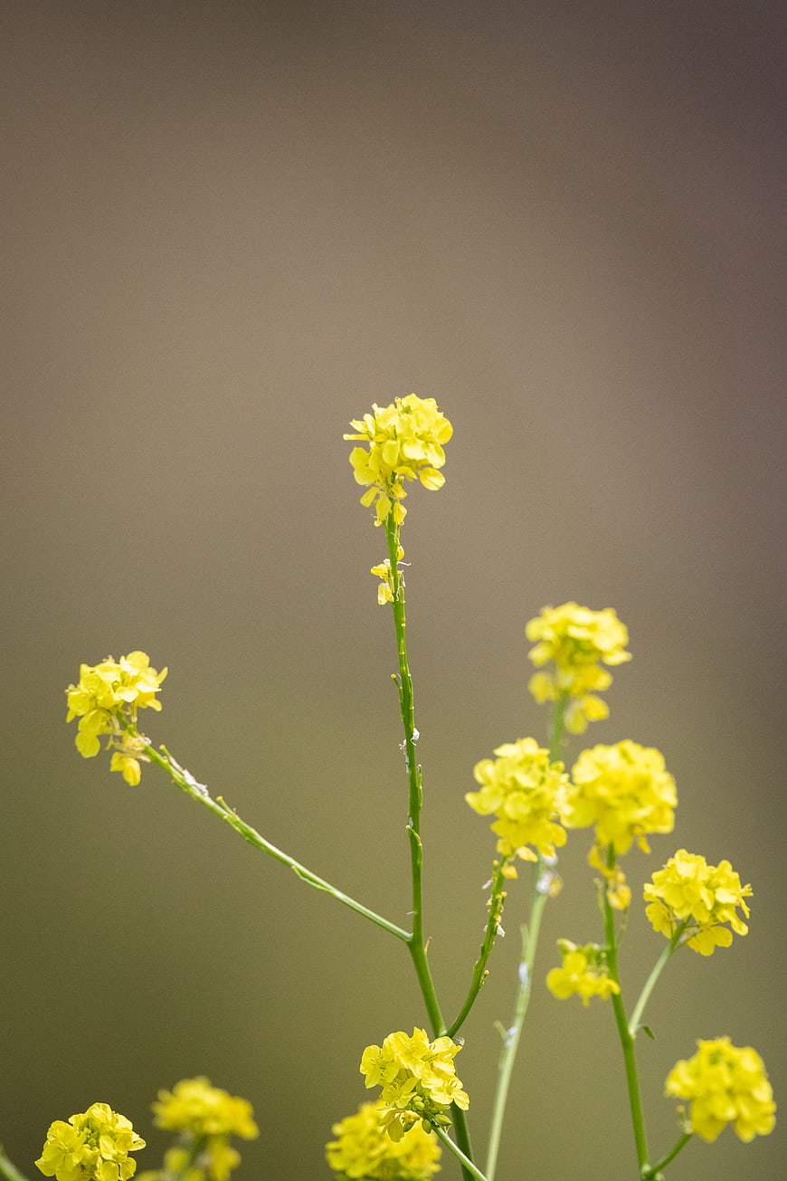 Yellow Wildflowers Against Blurred Background