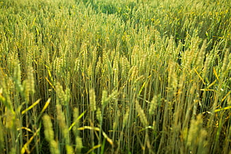 Sunlit Green Wheat Field in Summer
