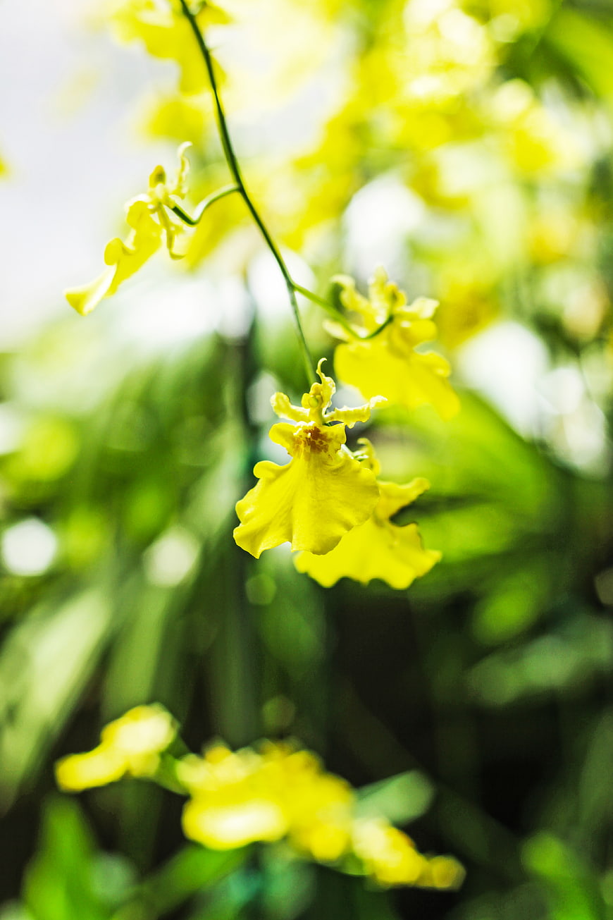 Yellow Oncidium Orchid Blooming in Sunlight