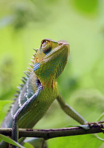 Close-up of a colorful green chameleon perched on a branch