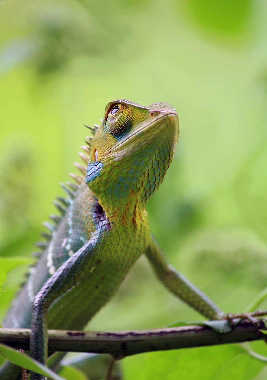 Close-up of a colorful green chameleon perched on a branch