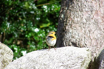 European Robin perched on a stone in a garden