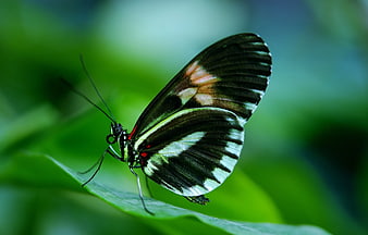Close-up of a Postman Butterfly on a Green Leaf