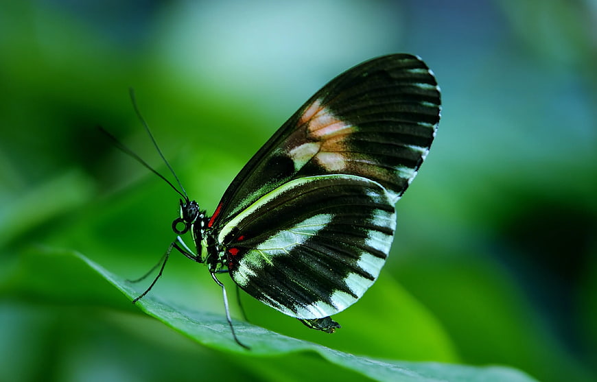 Close-up of a Postman Butterfly on a Green Leaf