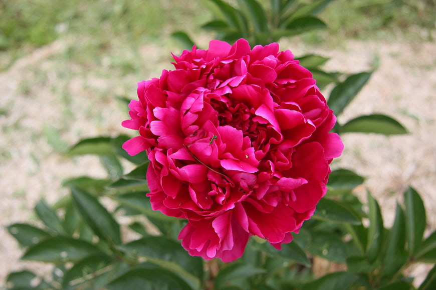 Vibrant Pink Peony Flower Close-Up in Garden