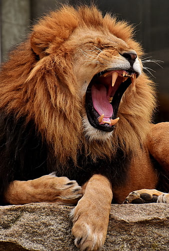 Male Lion Yawning With Open Mouth And Sharp Teeth