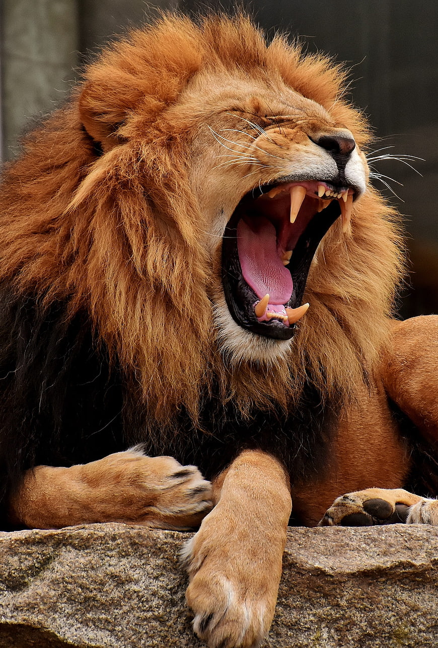 Male Lion Yawning With Open Mouth And Sharp Teeth