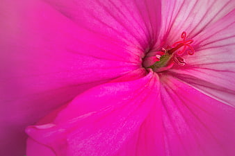 Vibrant Pink Flower Macro Close-Up with Detailed Petals