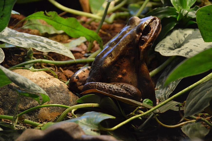 Close-up of a brown frog in lush green foliage