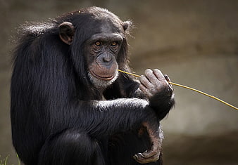 Chimpanzee Holding Stick Portrait