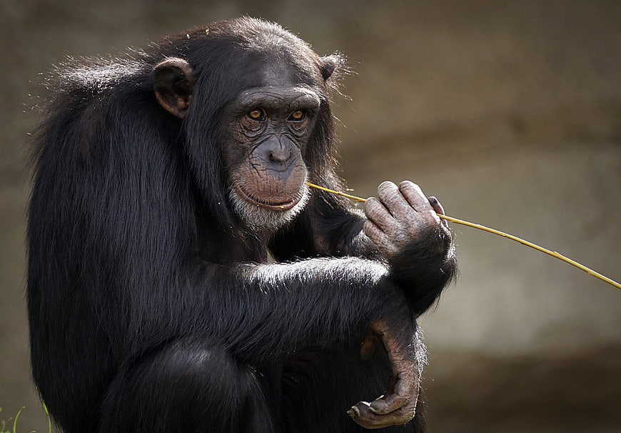 Chimpanzee Holding Stick Portrait