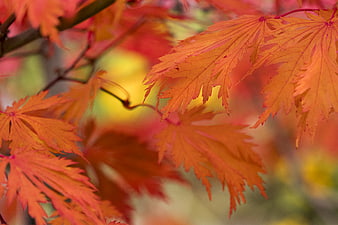 Vibrant Orange Maple Leaves in Autumn Foliage